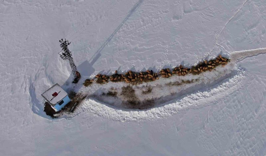 Van'da besicilerin karda zorlu mesaisi sürüyor