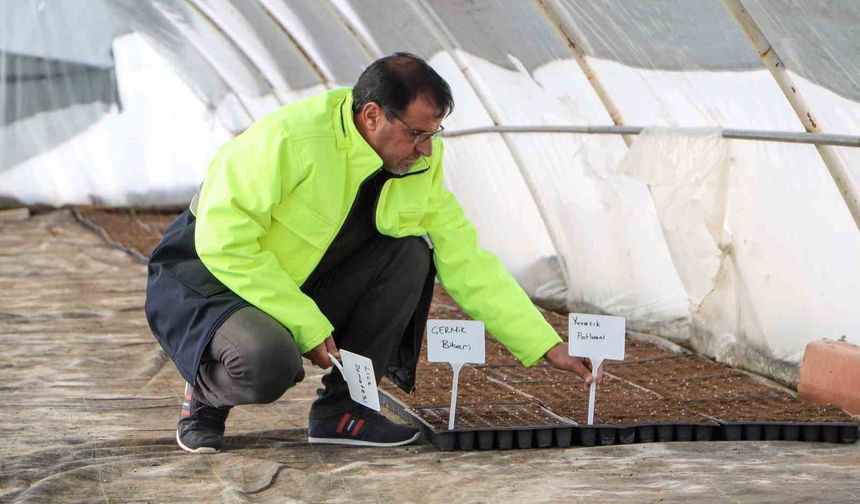 Yerel tohum toprakla buluştu, 300 bin fide çiftçilere ücretsiz dağıtılacak