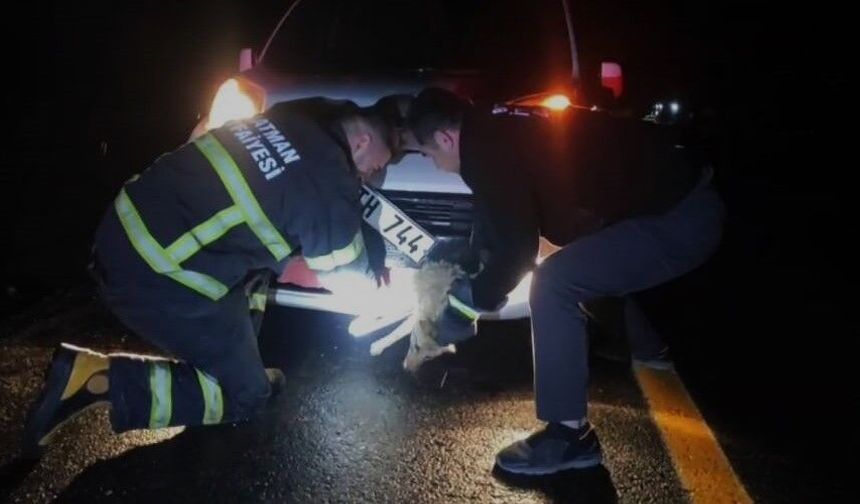 Batman’da araca çarpan tilki itfaiye ekiplerince kurtarıldı