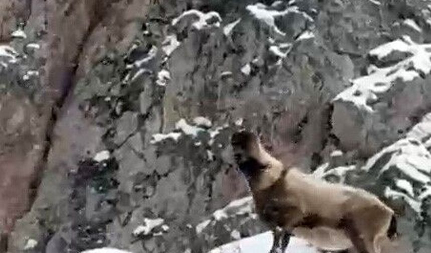 Aladağlar'da yaban hayatı görüntülendi