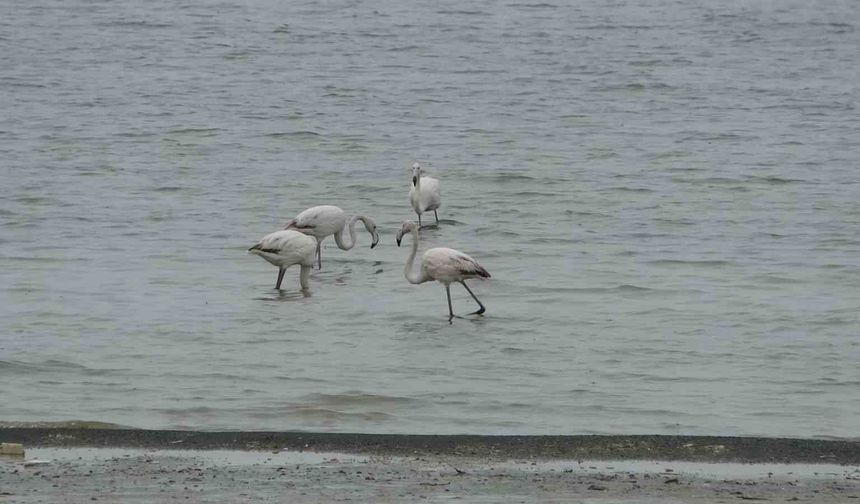 Allı turnalar bu yıl Van'a erken geldi