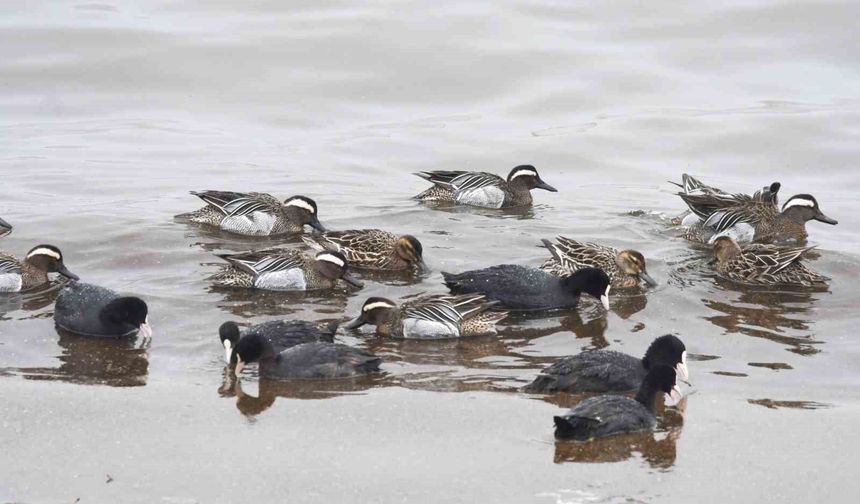 Çıkrıkçın ördekleri Van Gölü sahilinde görüntülendi