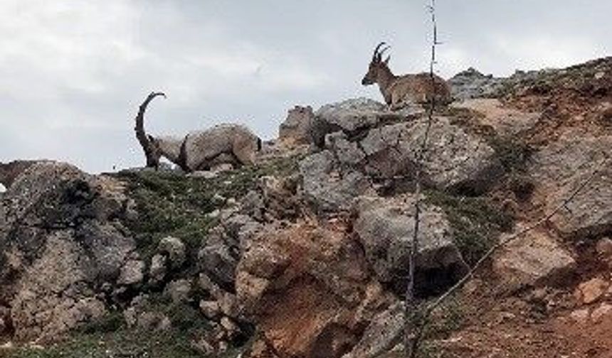 Dağ keçileri sürü halinde görüntülendi