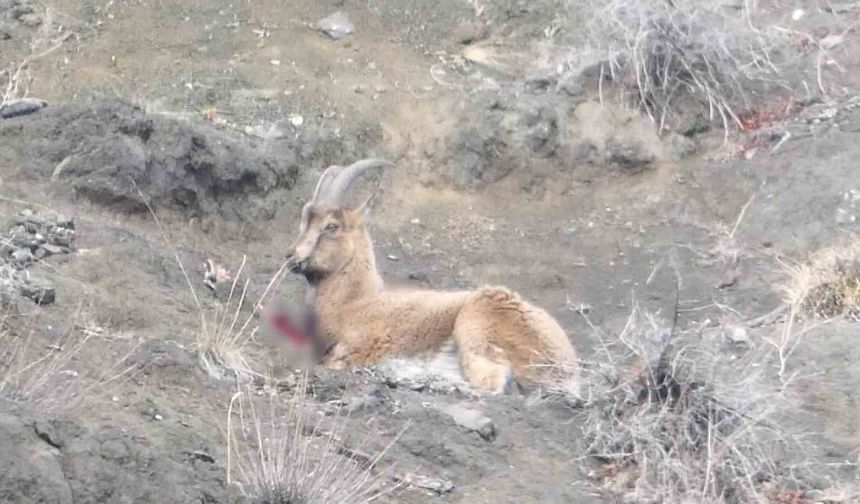 Erzurum'da kaçak avcılar yaban keçisini yaraladı