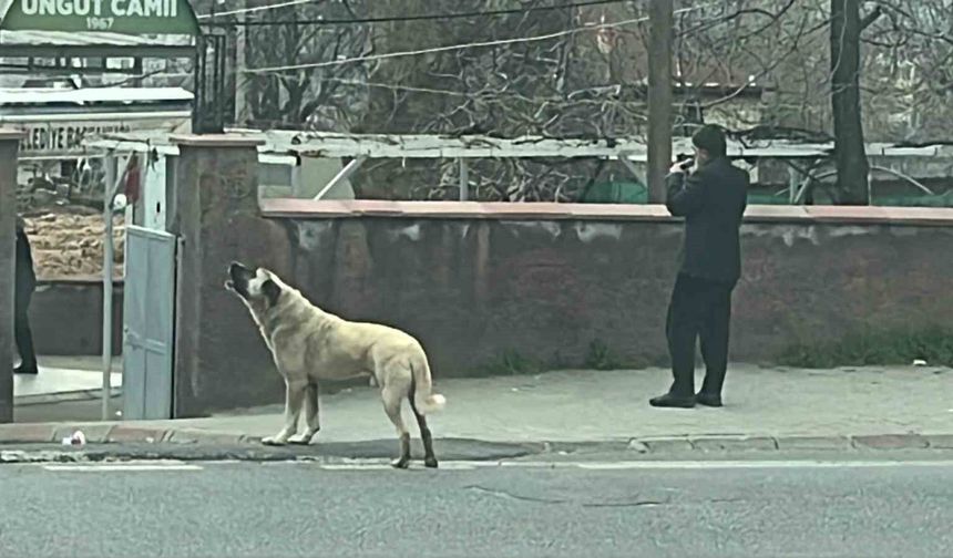 Ezanla birlikte uluyan köpek dikkat çekti