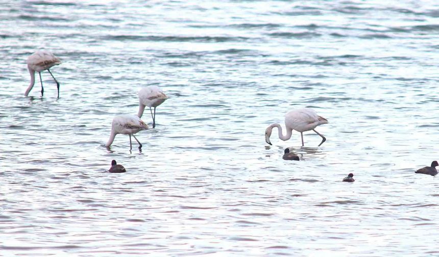Flamingolar Van Gölü Havzası'na geri döndü