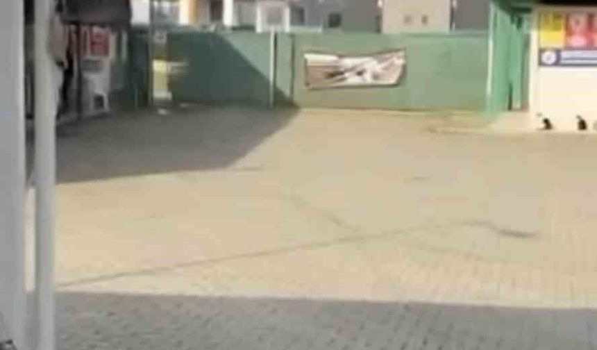 Gemlik Belediyesinin Umurbey'deki barınağını önünde toplanan hayvanseverler içeriye alınmadı