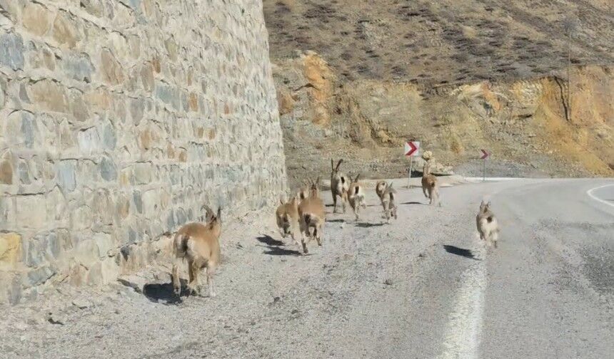 Gümüşhane'de yaban keçileri yavrularıyla birlikte görüntülendi