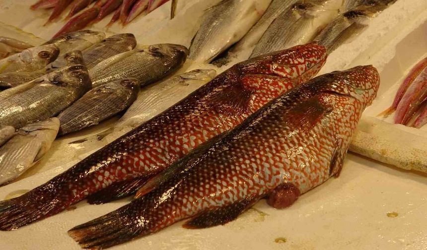 Hint Okyanusu'na özgü 'portakal benekli lagos' Mersin'de tezgaha çıktı