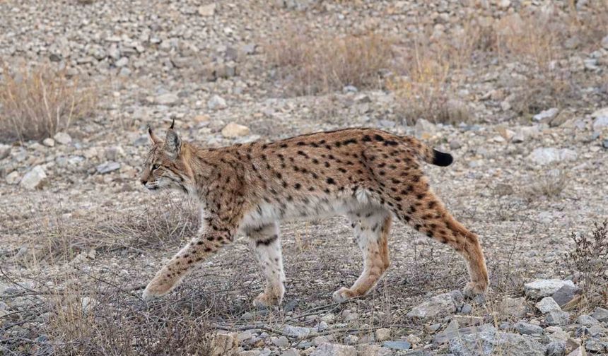 IUCN kırmızı listesinde yer alıyor: 'Ormanın hayaleti' en net haliyle görüntülendi