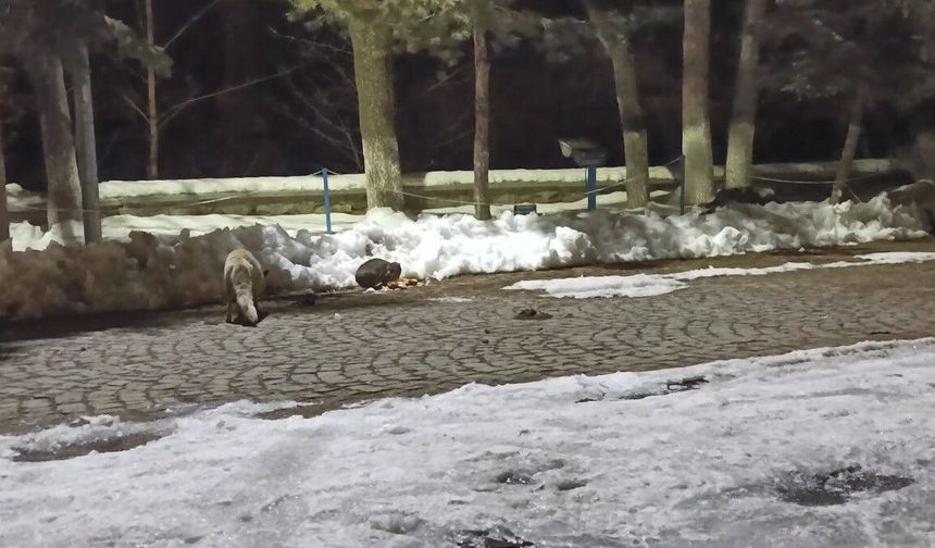 Kars'ta kedi ile tilkinin ilginç karşılaşması kamerada