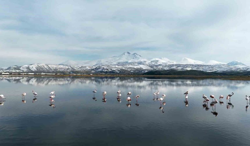 Kayseri'nin ilk flamingo kafilesi geldi