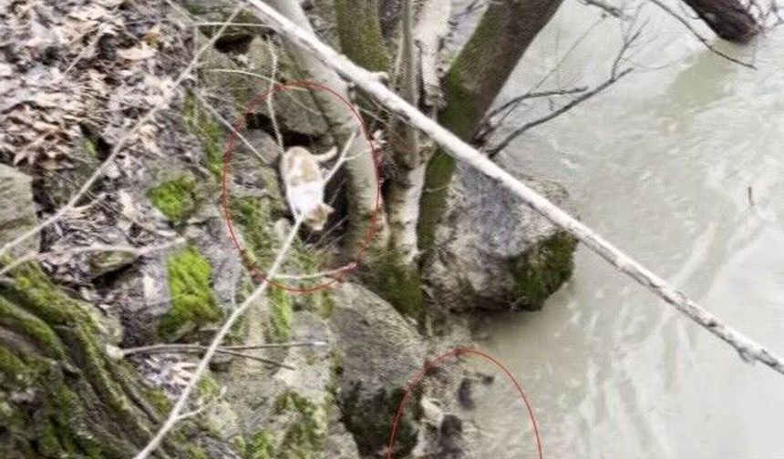 Kedi ile su samurunun saklambaç oyunu kameraya yansıdı