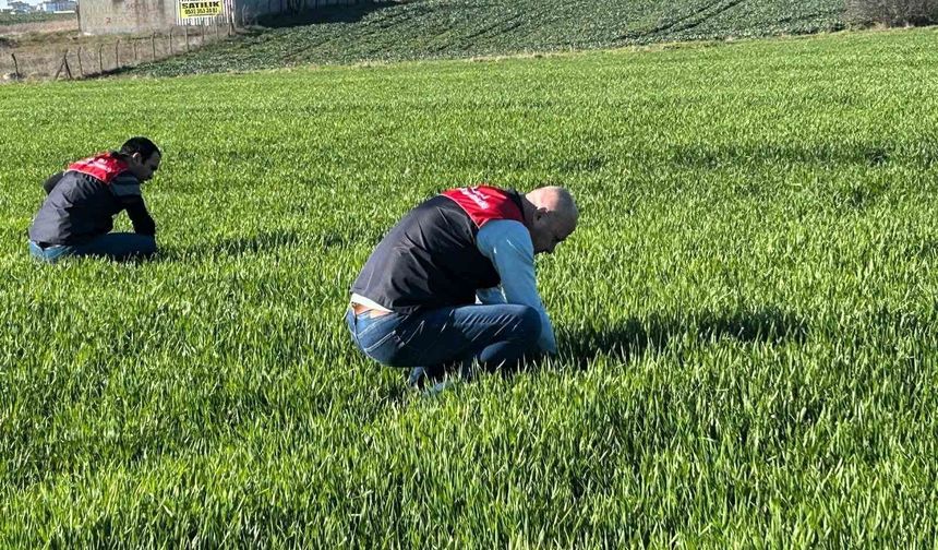 Kırklareli'de tarım arazilerinde denetim: Kanola ve hububat ekilişleri incelendi