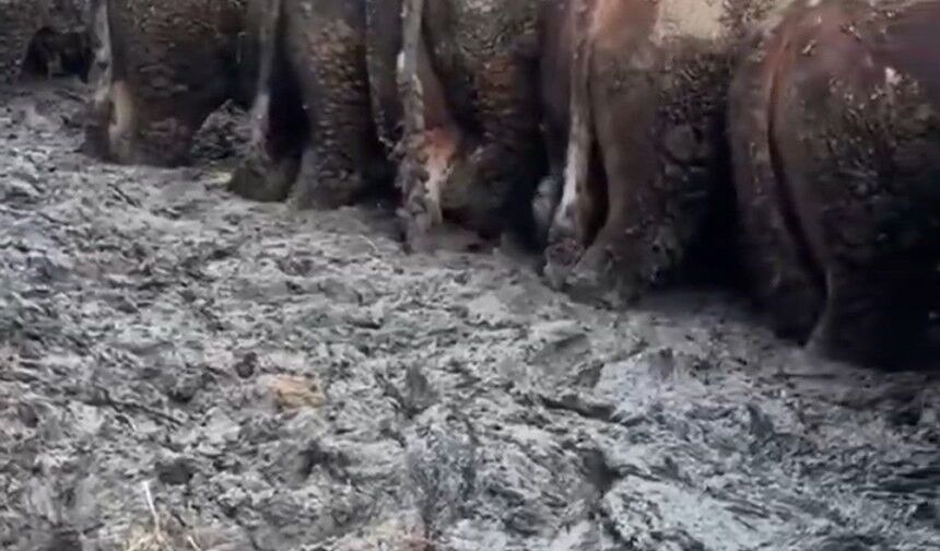 Konya'da sosyal medyaya yansıyan hayvancılık işletmesi görüntülerine inceleme