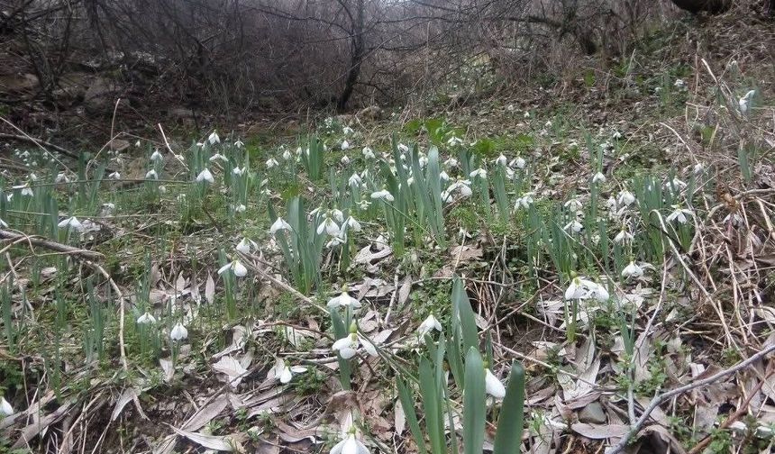 Kütahya Murat Dağı'nda kardelen koparmanın cezası 699 bin 245 TL