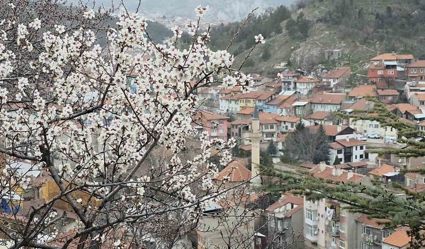 Kütahya'da badem ağaçları çiçek açtı