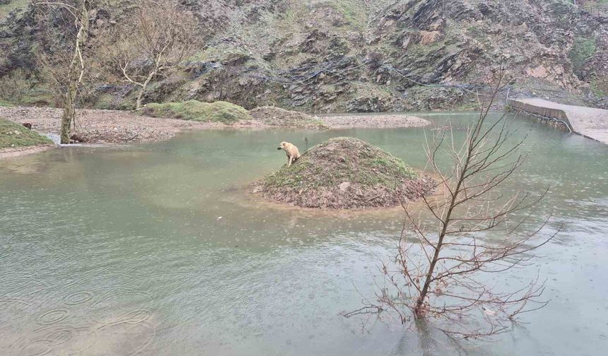 Mahsur kalan köpeği itfaiye ekipleri kurtardı