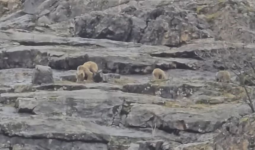 Munzur Vadisi'nde anne ayı ve yavruları görüntülendi