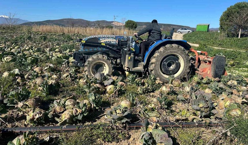 Pazarda 70 lira ama yüzbinlercesi tarlada çürüdü: Üreticiler Tarım Kredi'ye çağrı yaptı