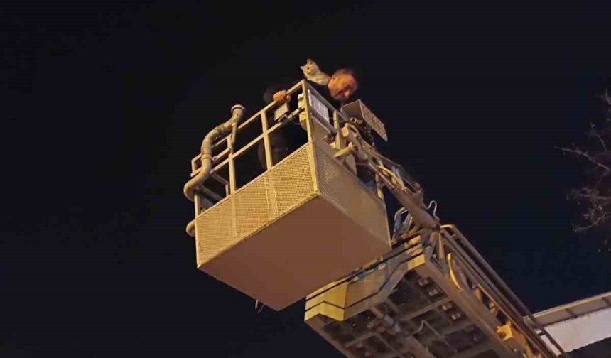 Siirt'te ağaçta mahsur kalan kedi itfaiye ekiplerince kurtarıldı