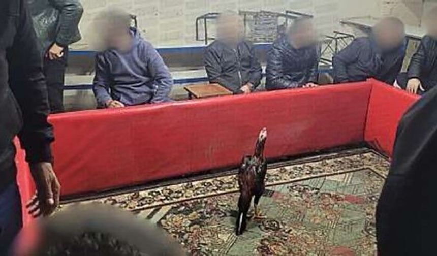 Siirt'te horoz dövüşüne suçüstü operasyon: 60 kişi yakalandı