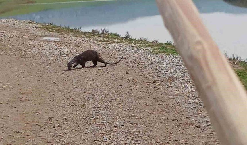 Siirt'te nesli tükenme tehlikesi altındaki su samuru görüntülendi