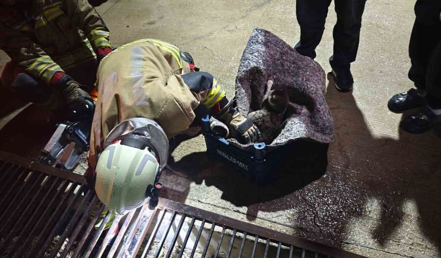 Su giderine yavrulayan anne kedi ve yavrularını itfaiye kurtardı