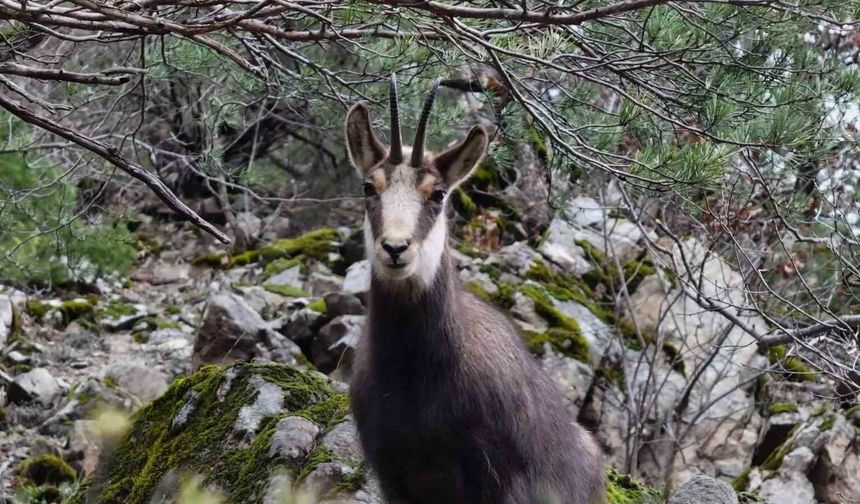 Türkiye'de en düşük rakımda sadece Gümüşhane'de görülüyor