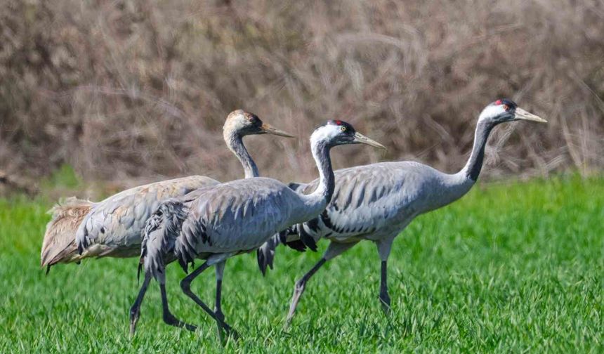 Türkülere konu olan turnalar objektiflere takıldı