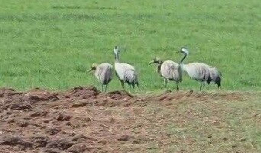 Türkülere konu olan turnalar Tunceli'de görüntülendi