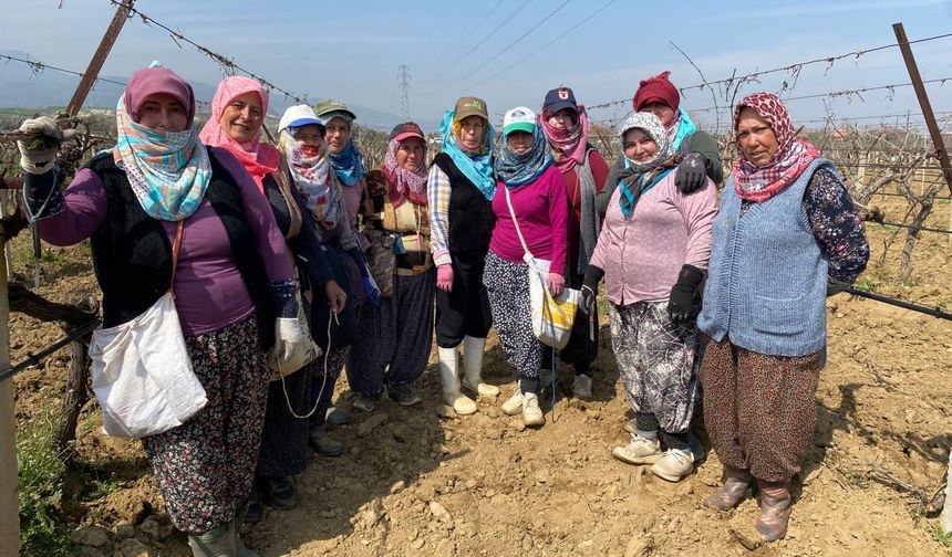 Yağışa teslim olan bağlar ayağa kalktı