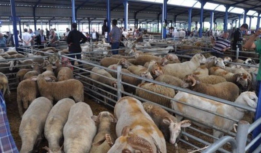 Balıkesir'de Kurban Bayramı öncesi şap alarmı: Hayvan pazarları kapatıldı