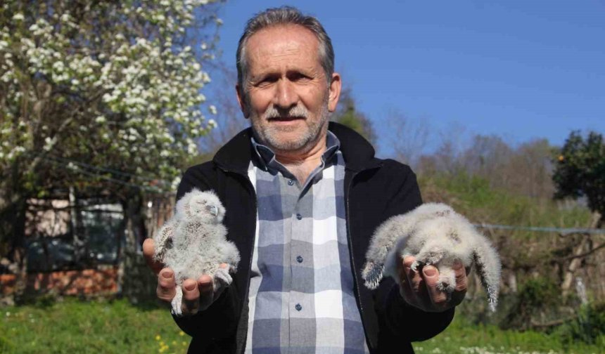 Baykuş ile çiftçinin 20 yıllık dostluğu: Her yıl aynı serendisine yuvalıyor