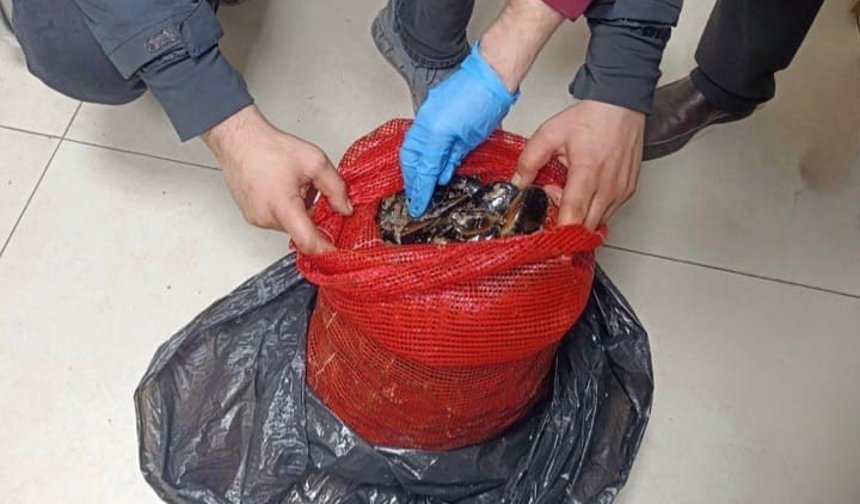 Bursa ve Balıkesir'de eş zamanlı operasyon: Tonlarca midye ele geçirildi