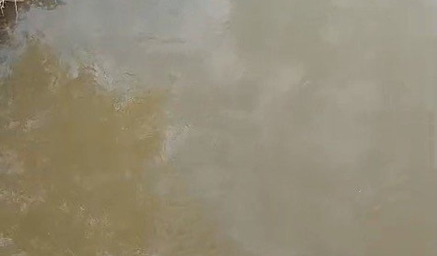 Bursa'da deredeki su samuru şaşırttı