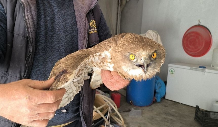 Gercüş'te yaralı kızıl şahine şefkat eli
