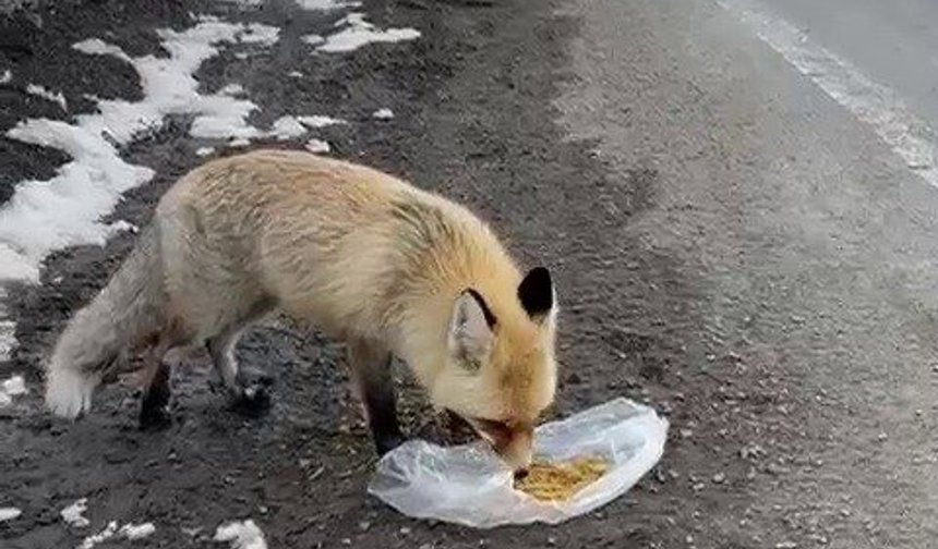 Gezen tilki nasibini buldu