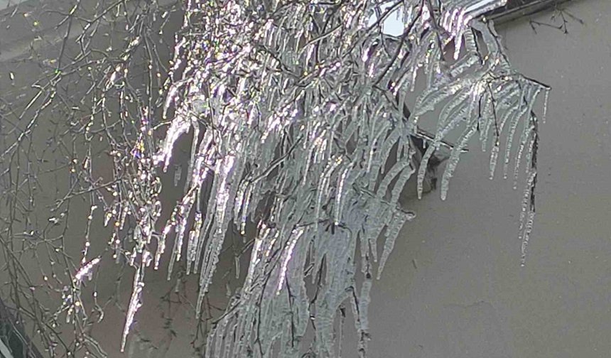 Hava sıcaklığı eksi 10'a düştü, ağaç dalları dondu