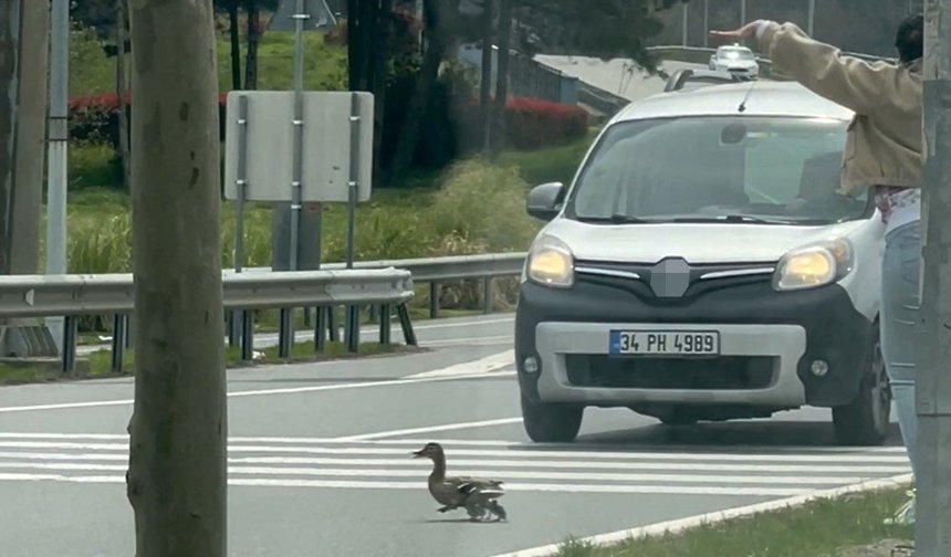İstanbul'da ördeklerin güvenli geçişi için trafik durduruldu