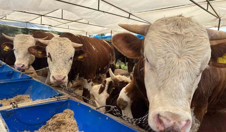 İzmir'de kurban pazarları kurulmaya başladı