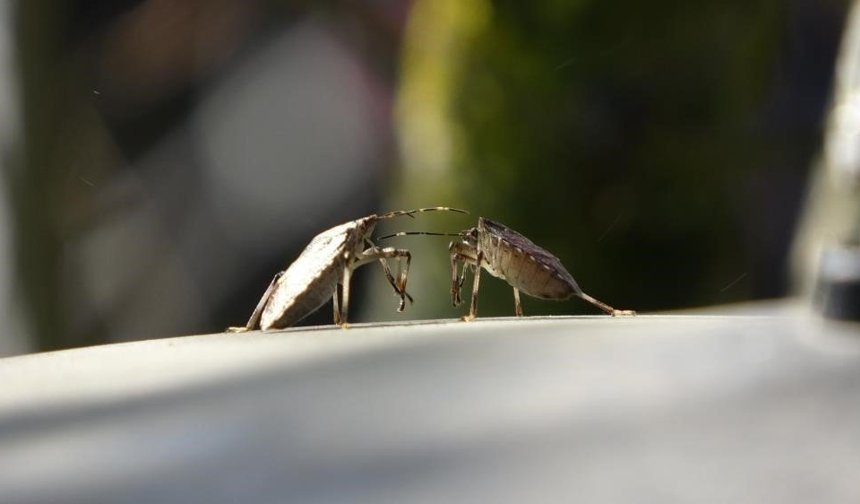 Kahverengi kokarcaya karşı mücadelede zehirli mantarlardan yararlanılacak