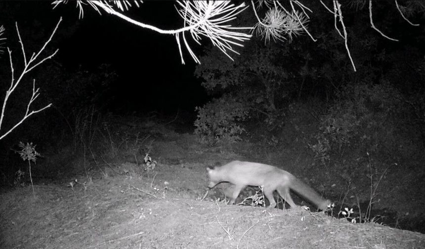 Karabük'te fotokapan yaban hayatını gözler önüne serdi