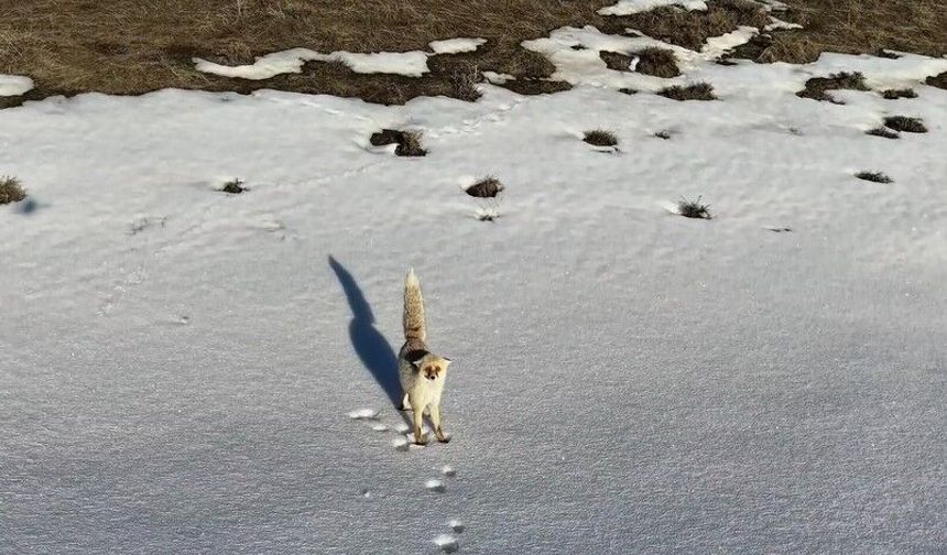 Karlı arazide yiyecek arayan tilki dron kamerasına yansıdı