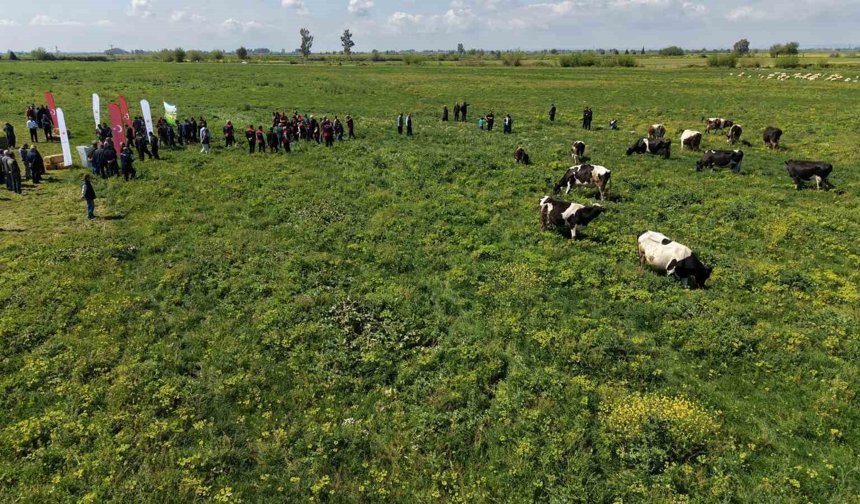 Kozan'da ıslah edilen mera alanı dualarla açıldı, sürüler alanda otlamaya başladı