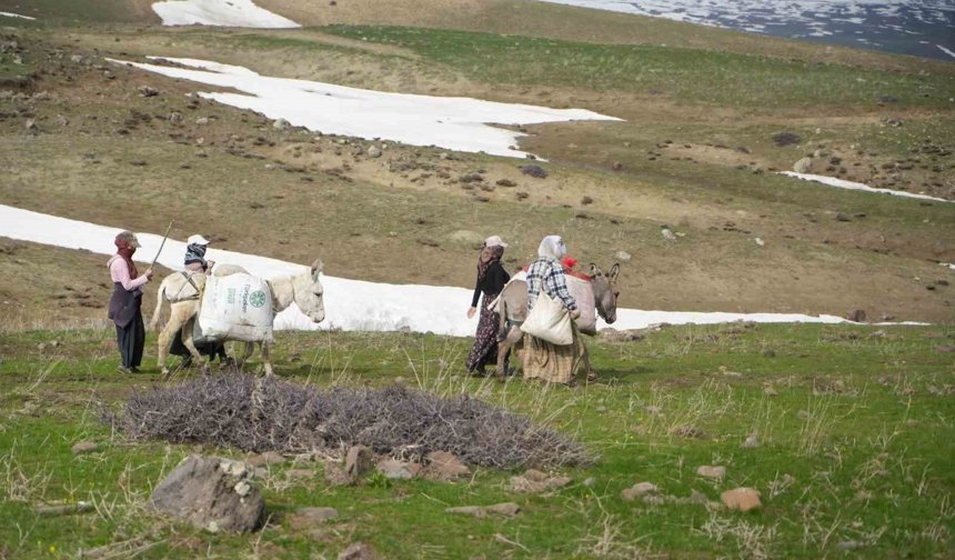 Muş'ta çiriş otu köylülerin geçim kaynağı oldu