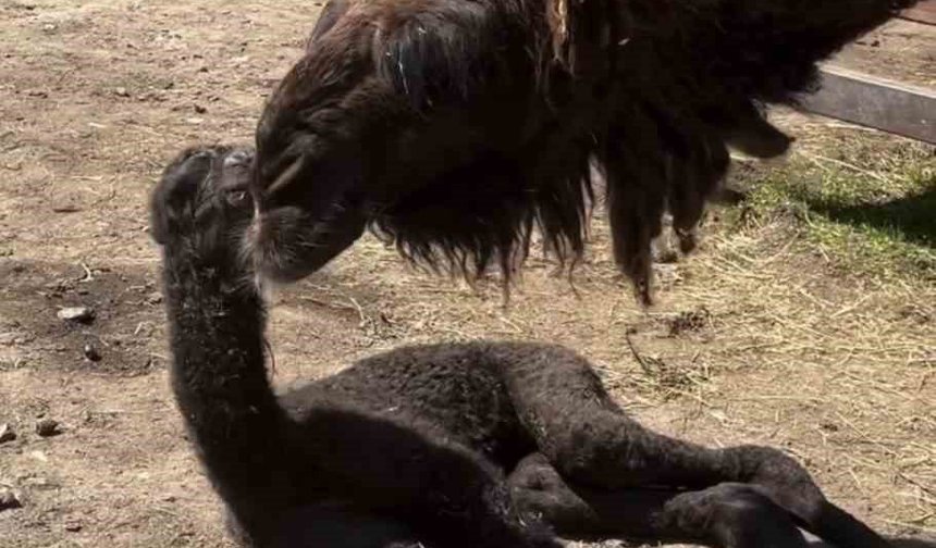 Ormanya'da doğan yavru deve için renkli kutlama