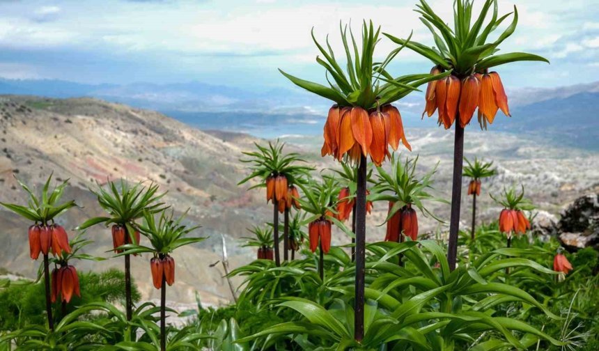 Sakız Dağı'nda ters laleler görsel şölen sunuyor