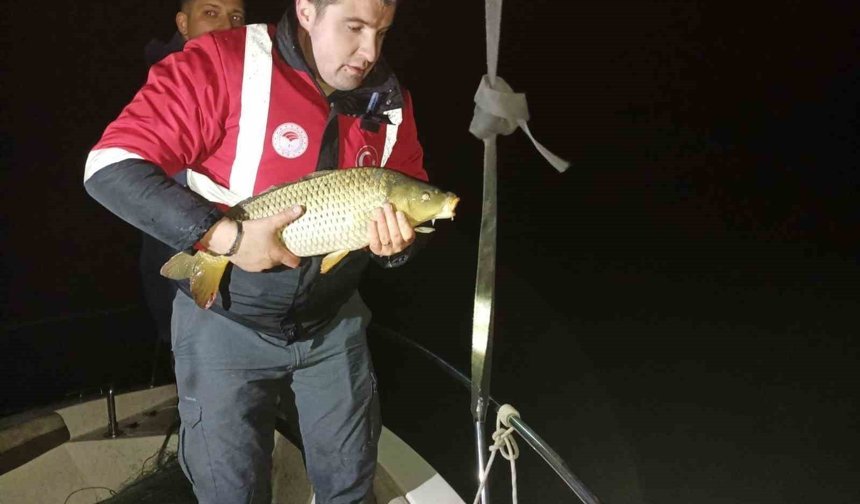 Samsun'da kaçak avcılığa geçit yok: 60 kiloluk sazan geri salındı
