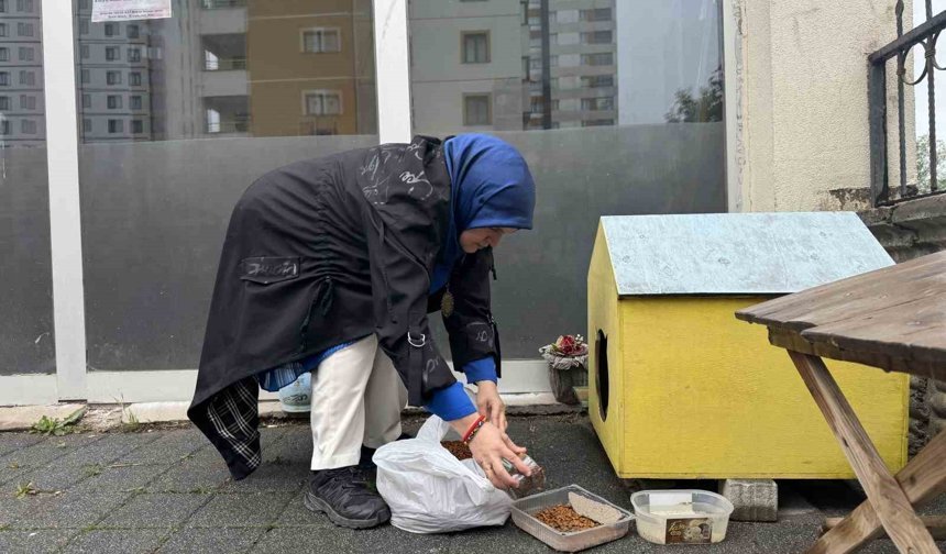 Şehir merkezine inen tilki kimseye aldırış etmeden karnını doyurdu